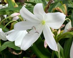Image result for Crinum moorei