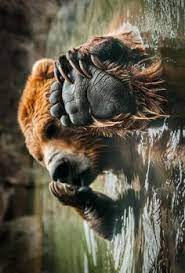 Freie kommerzielle nutzung keine namensnennung top qualität. 900 Wilde Tiere Ideen Wilde Tiere Tiere Tierbilder
