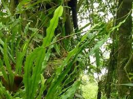 Image result for Lepisorus excavatus