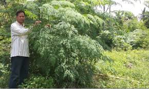 Kepercayaan dan penggunaan ini ternyata sudah ada sejak. Bungah Kelor 4000 Gambar Daun Dan Bunga Kelor Hd Paling Keren Gambar Id Selain Itu Tanaman Ini Juga Memiliki Buah Panjang Dan Berbentuk Segitiga Eliz Melvin