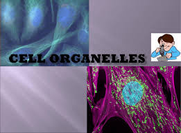 1) all organisms are made. Cell Organelles Powerpoint