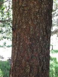 Image result for Warburgia ugandensis