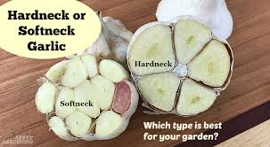 Maybe you would like to learn more about one of these? Hardneck Vs Softneck Garlic Choosing And Planting The Best Garlic