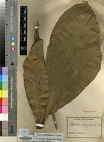 Image result for Cola chlamydantha