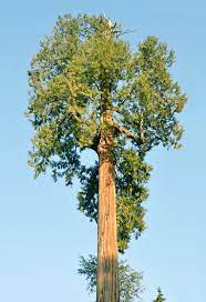 Table of contents how fast do cedar trees grow? Thuja Plicata Wikipedia