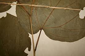 Image result for Alangium chinense