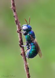 Image result for Tinnea apiculata