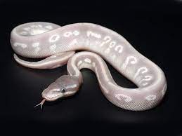 Image Result For Purple Passion Ball Python