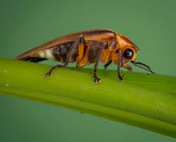 Fireflies are blinking out in Mexican cities - The Wildlife Society