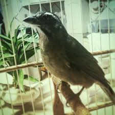 Trinca Ferro Casa Dos Passaros Trinco Ferro Passaros