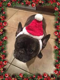 Lucie French Bulldog In A Santa Hat For Christmas