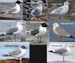 Image result for seagull