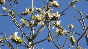 Image result for Erythrina