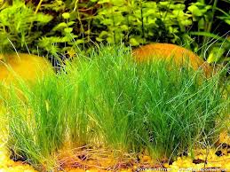 Image result for Mayaca baumii