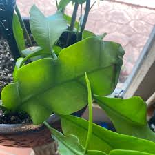 Image result for Hypericophyllum elatum