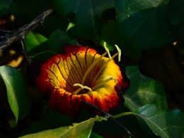 Image result for Coptosperma zygoon