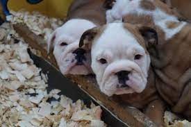 Brain Box Red White K C Bulldog Puppies Sweet Charming For Sale In Colorado Springs Colorado Classified Americanlisted Com