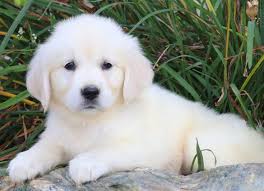 Golden retrievers are among america's most popular breeds. Baby Cute Baby English Cream Golden Retriever Cuteanimals