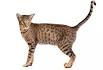 Ocicat Cat — Full Profile, History, and Care