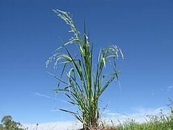 Image result for Panicum carneovaginatum