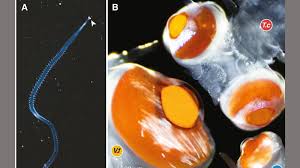 Image result for Acritochaete volkensii