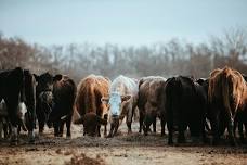 AAM Livestock New Amalfi Sale