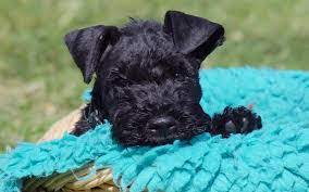 The kerry blue terrier origin can be traced to county kerry, ireland, where it was first bred in the 1820s. Kerry Blue Terrier Puppies For Sale Adoptapet Com