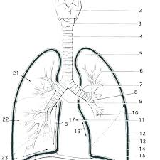 Unlabeled diagram cattle body unlabeled diagram 9 out of 10 based on 80 ratings. Ab 5222 Unlabeled Anatomy Diagrams Free Diagram