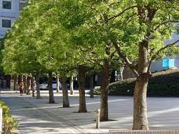 We did not find results for: Help The City Of Detroit Find Great Tree Planting Locations Detroit Book Fest