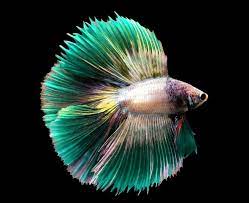 These many pictures of purple betta fish for sale list may become your inspiration and betta fish betta fish ideas bettafish fishbetta live betta fish from purple betta fish for sale betta fish betta. Green Betta Fish A Rare Shade Of The Basic Breed