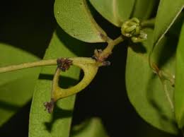 Image result for Artabotrys monteiroae