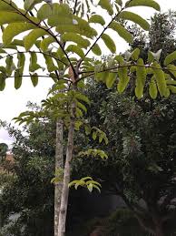 Image result for Canarium