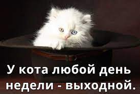 Прикольные картинки про котов с надписями