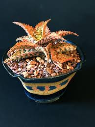 San francisco homes for sale. Succulent Plants Available At Show Sale Monterey Herald