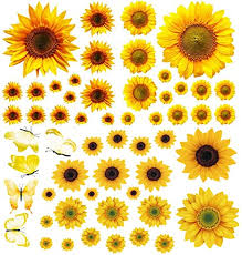 This wall decal set can be used to decorate all kinds of surfaces and is compatible with surfaces like glass, mirror, cement, wood, and stainless steel. Amazon Com Sunflower Wall Stickers With 3d Butterfly 55pcs Removable Yellow Flower Wall Decals Waterproof Sunflower Decor Mural For Nursery Baby Kids Bedroom Living Room Bathroom Kitchen Decoration Kitchen Dining