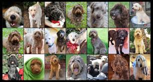 To find additional goldendoodle dogs available for adoption check: Pets For Adoption At Doodle Rescue Collective Inc In Montclair Nj Petfinder