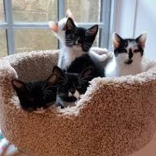 Later, it showed them a demo on how to do a perfect catwalk. 530 There S No Life Without Cats Ideas Cats My Past Life Crazy Cats