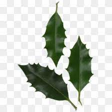 Holly Leaves Photo Holly Leaf Transparent Hd Png Download Watercolor Leaves Watercolor Splash Png Leaves Vector