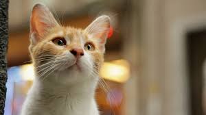 Kedi Cats Of Istanbul Cats Animals Cat Pics