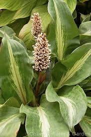 Image result for Palisota