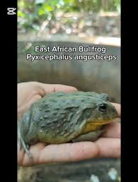Image result for Pycreus africanus