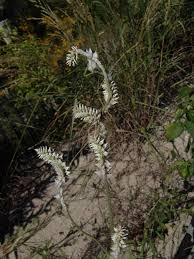 Image result for Sericostachys
