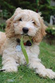 Is A Cockapoo A Good Dog To Have If I Work Full Time Tailster Blog