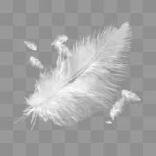 Feather Float White Feather Feather White Feather Beautiful Feathers Floating White Png Transparent Clipart Image And Psd File For Free Download Clipart Images White Feathers Colorful Feathers
