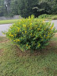 Image result for Chamaecrista parva