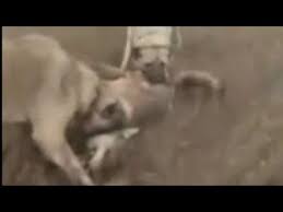 Kangallar Kurdu Boguyor Youtube