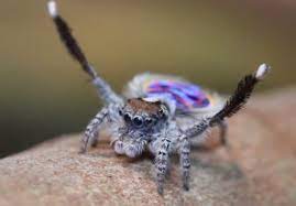 The colorful body patterns displayed by the males, along with their amazing dancing skills have earned them their name. Watch A Peacock Spider Dancing To Ymca Our Funny Little Site