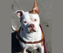 Other american pit bull terrier dog breed names: Embark Dog Dna Test Breed