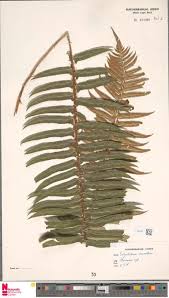 Image result for Decorsea schlechteri