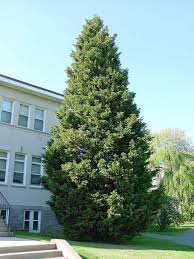 X Cuprocyparis Leylandii Specimen Trees Conifers Plants